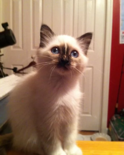 Gattini birmani | Foto 1