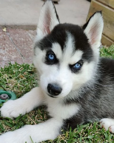Cuccioli di Siberian Husky con pedigree.