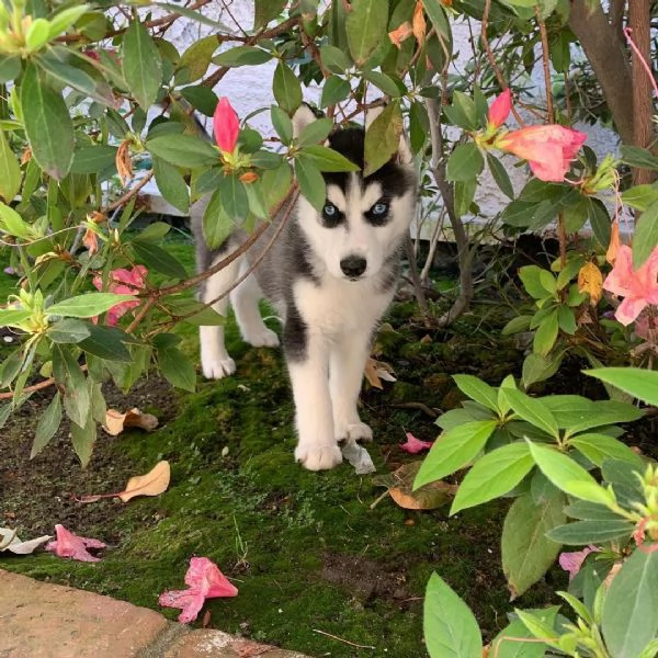 Cuccioli di Siberian Husky con pedigree. | Foto 1