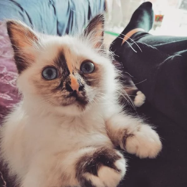 Bellissimi gattini birmani