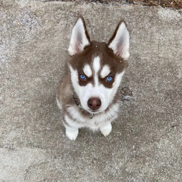 Bellissimi cuccioli di siberian husky