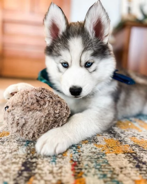 Bellissimi cuccioli di siberian husky | Foto 1