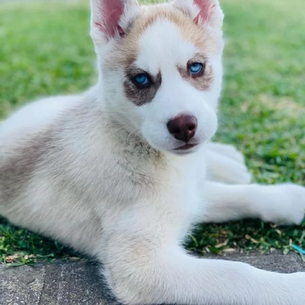 Bellissimi cuccioli di siberian husky | Foto 0