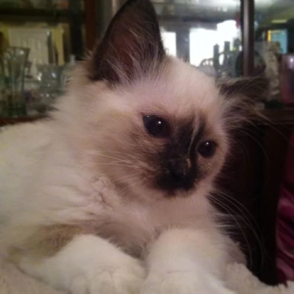 Gattini birmani con documenti | Foto 2