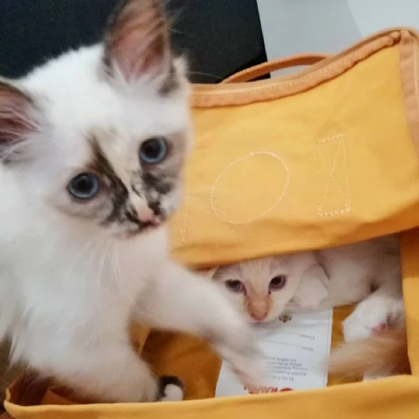 Gattini birmani con documenti