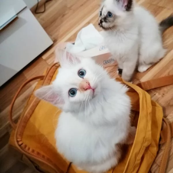 Gattini birmani con documenti | Foto 1