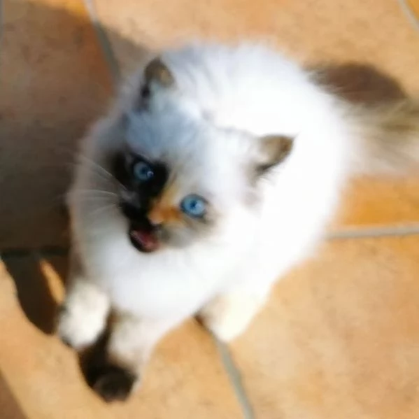 Gattini birmani con documenti | Foto 0