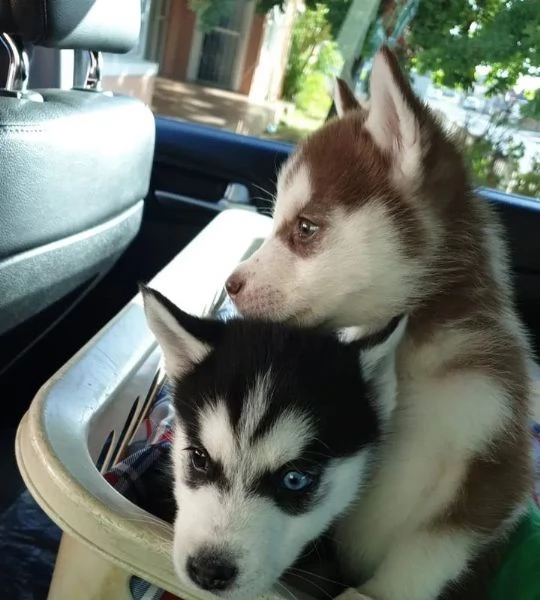 Cuccioli di Siberian Husky con documenti.