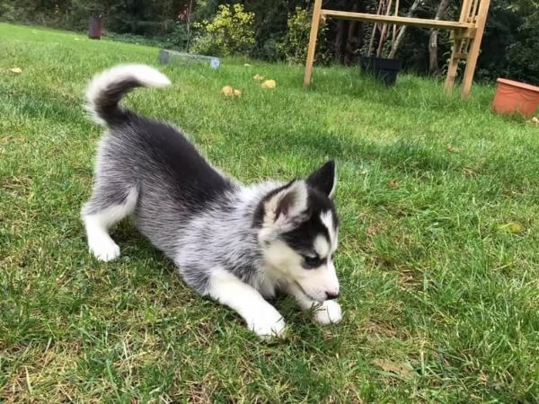 Cuccioli di Siberian Husky con documenti. | Foto 0