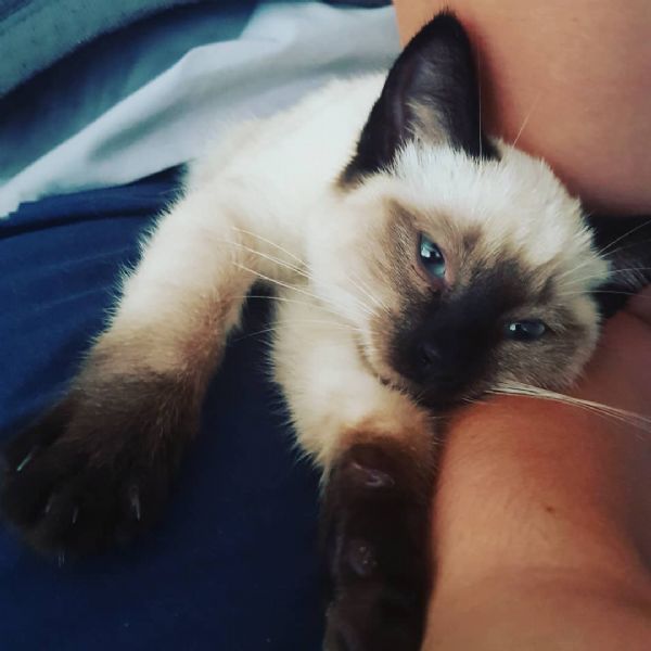 Gattini birmani con documenti. | Foto 1