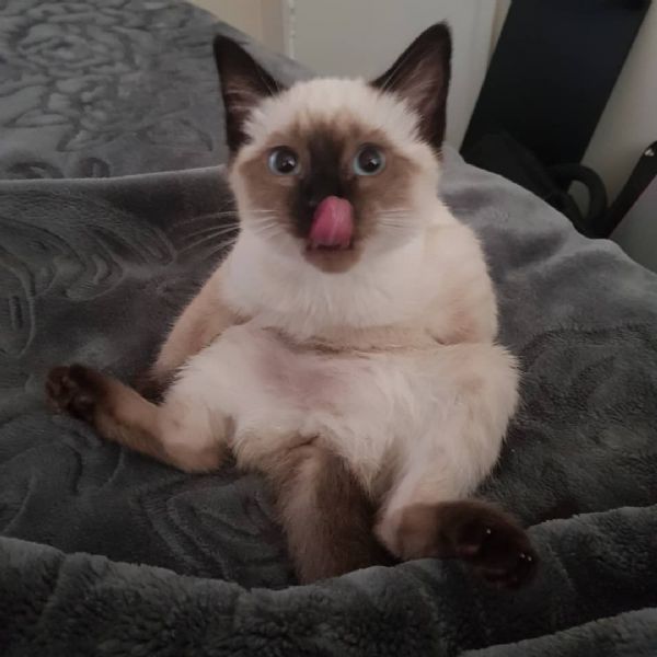 Gattini birmani con documenti. | Foto 0