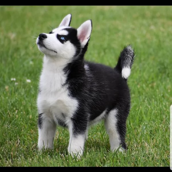 Cuccioli di husky siberiano. | Foto 3