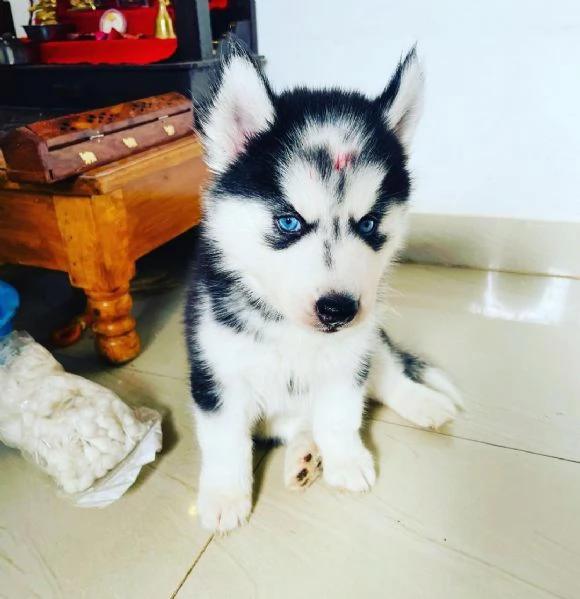 Cuccioli di husky siberiano. | Foto 2