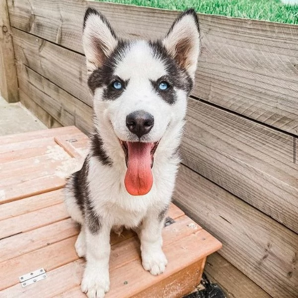 Cuccioli di husky siberiano. | Foto 0