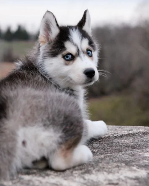 Cuccioli di husky siberiano