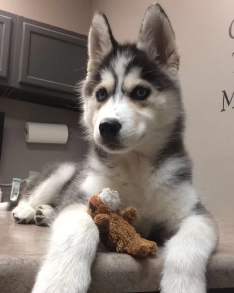 Cuccioli di husky siberiano | Foto 2