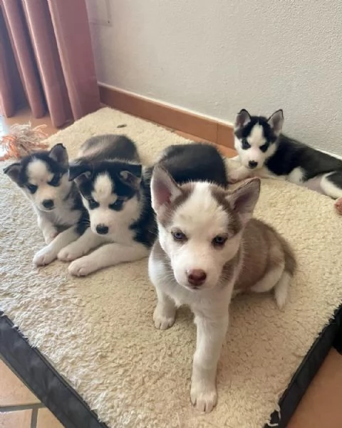 Cuccioli di husky siberiano | Foto 0