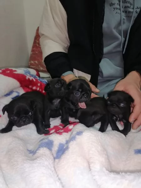 Regalo cuccioli di carlino | Foto 2