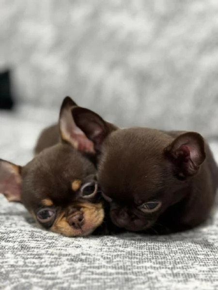 Regalo cuccioli di chihuahua | Foto 0