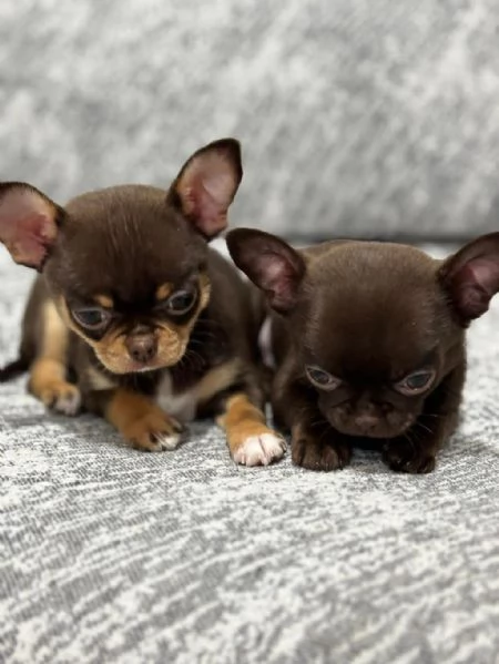 Regalo cuccioli di chihuahua