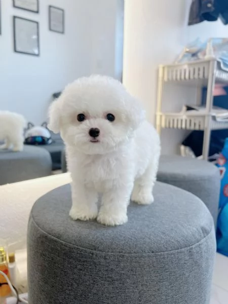 Cuccioli Barboncino nano albicocca | Foto 1