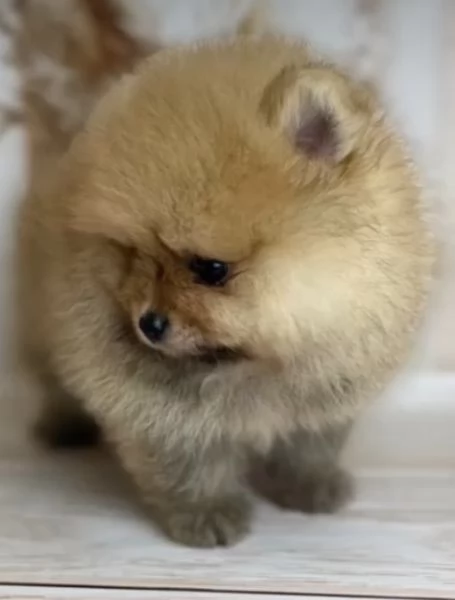 5 dolcissimi cuccioli di Pomerania maschi e femmine di razza pura. | Foto 1