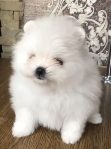 5 dolcissimi cuccioli di Pomerania maschi e femmine di razza pura. | Foto 0