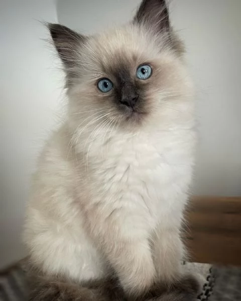 Gattini di razza Ragdol