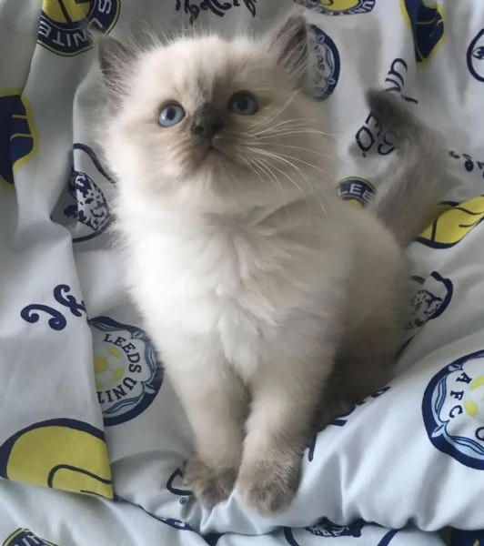 Gattini di razza Ragdol | Foto 1