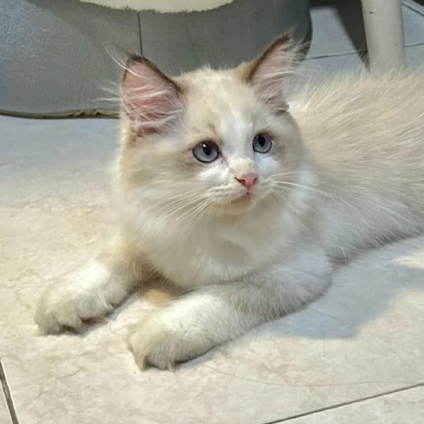 Gattini di razza Ragdol | Foto 0