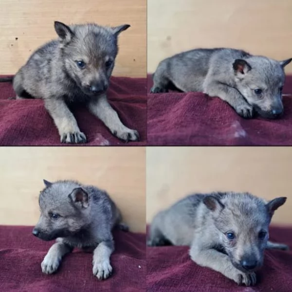 Cane Lupo Cecoslovacco cuccioli | Foto 6