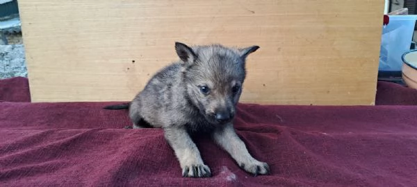 Cane Lupo Cecoslovacco cuccioli | Foto 5