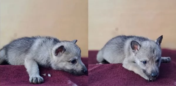 Cane Lupo Cecoslovacco cuccioli | Foto 4