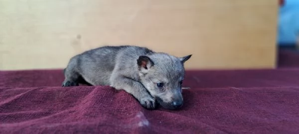 Cane Lupo Cecoslovacco cuccioli | Foto 3