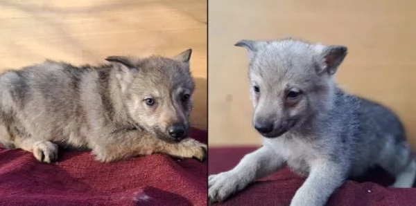 Cane Lupo Cecoslovacco cuccioli