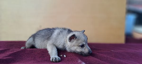Cane Lupo Cecoslovacco cuccioli | Foto 2
