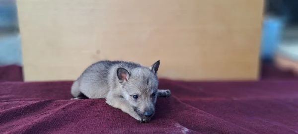 Cane Lupo Cecoslovacco cuccioli | Foto 1