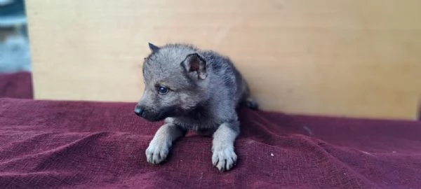 Cane Lupo Cecoslovacco cuccioli | Foto 0