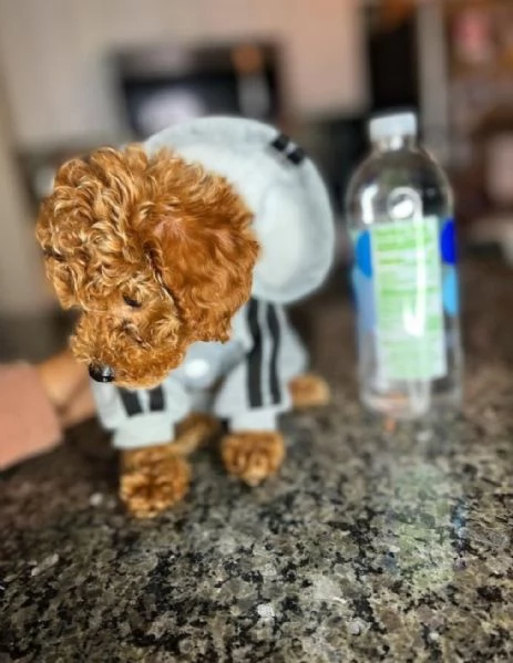 Cuccioli di barboncino 