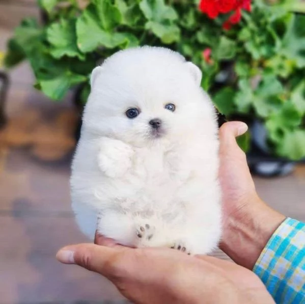 Cucciolo di Pomerania 
