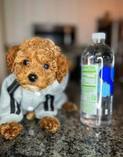 Cuccioli di barboncino 