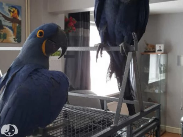 disponibili coppie di Ara giacinto, | Foto 0