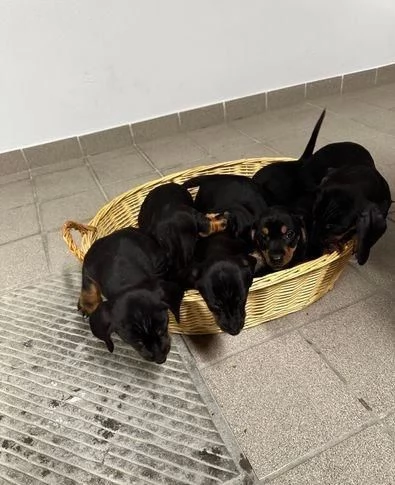 Regalo cuccioli Bassotto | Foto 2