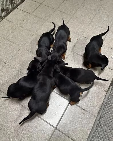 Regalo cuccioli Bassotto | Foto 1