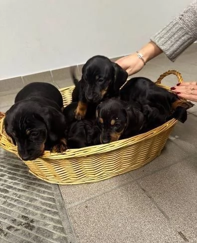 Regalo cuccioli Bassotto | Foto 0