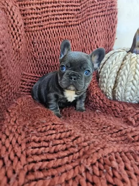 Regalo cuccioli  Bulldog francese | Foto 0