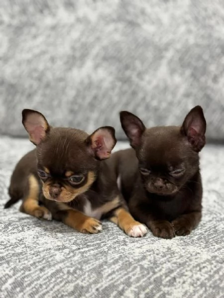 Regalo cuccioli di chihuahua | Foto 2