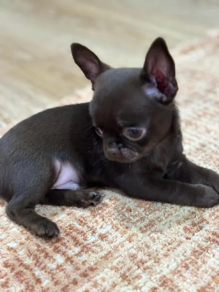 Regalo cuccioli di chihuahua | Foto 0