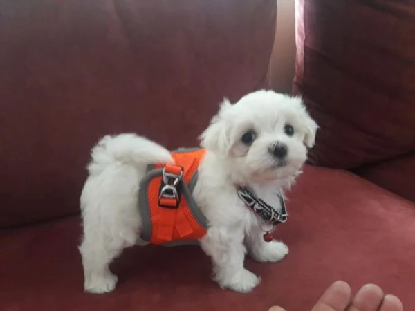 Regalo cuccioli maltesi