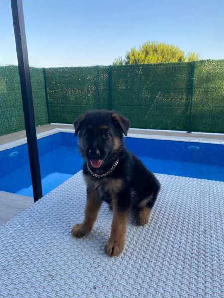 Regalo cuccioli di Pastore Tedesco  | Foto 2